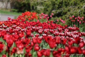 rtulips