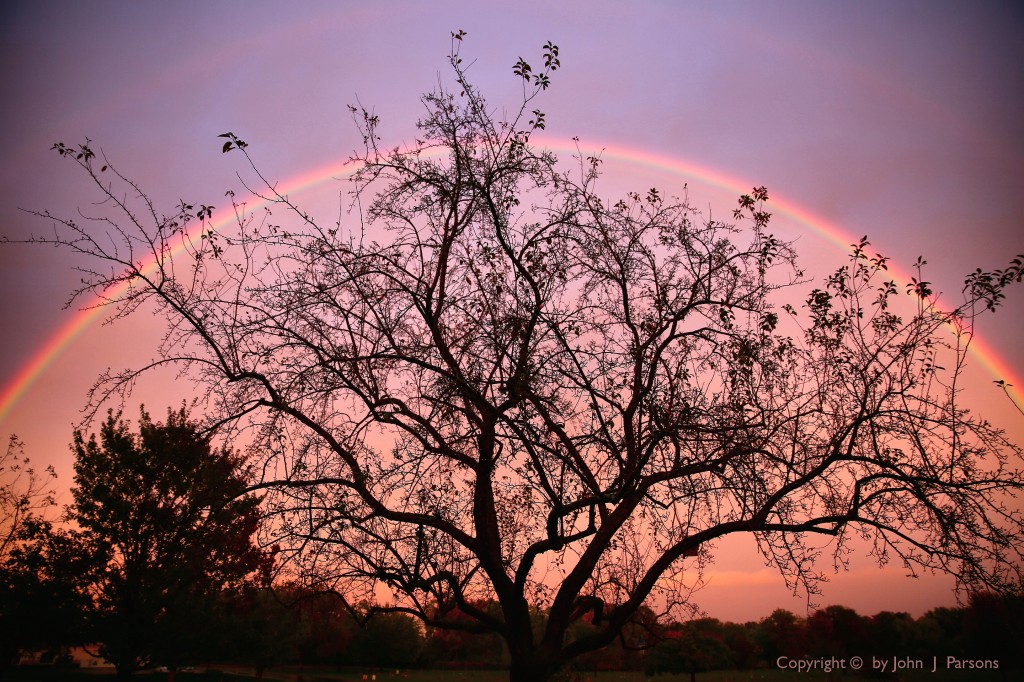 rainbowtree