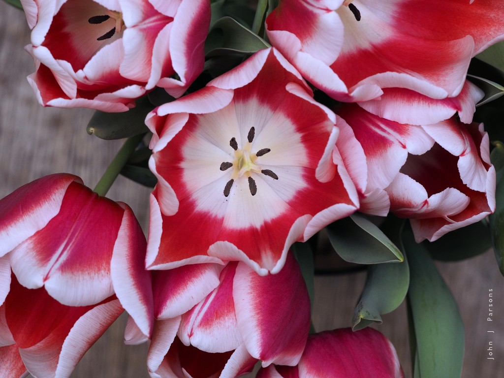 rtulips